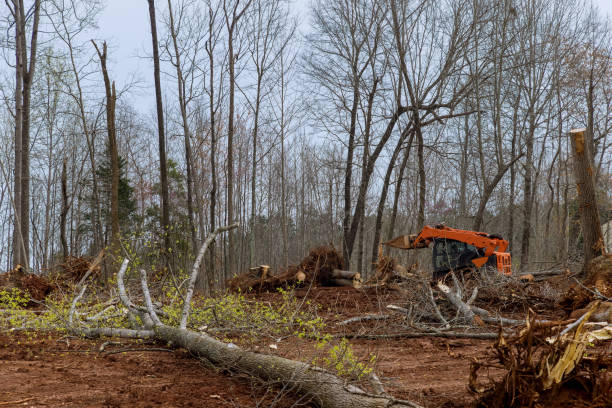 Best Utility Line Clearance  in Cross City, FL